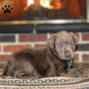 Junior, Silver Labrador Retriever Puppy